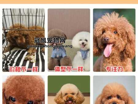 玩具贵宾犬和泰迪的区别(可选择只养玩具贵宾犬)