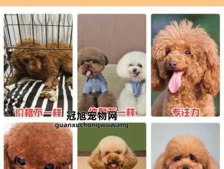 玩具贵宾犬和泰迪的区别(可选择只养玩具贵宾犬)