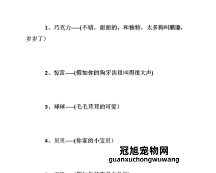 母狗狗名字大全 洋气招财(名字既洋气又招财)