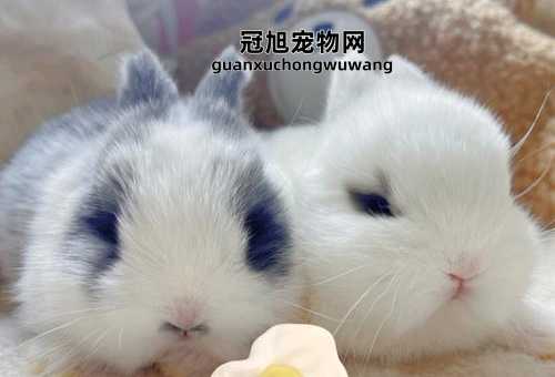 兔子适合单独养还是2只( 适合我的那种是)