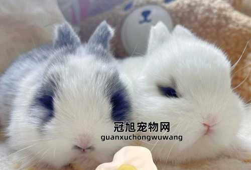 兔子适合单独养还是2只( 适合我的那种是)