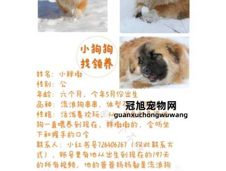 领养宠物和购买宠物的区别(领养流浪动物是不错的选择