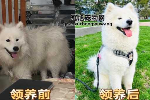 领养宠物和购买宠物的区别(领养流浪动物是不错的选择