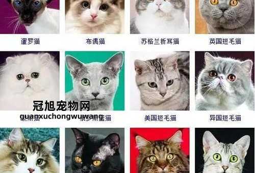 十大宠物猫排名最贵的品种(  盘点十大最贵猫品种)
