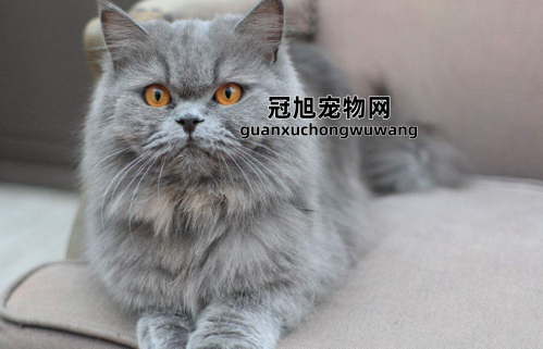 十大宠物猫排名最贵的品种(  盘点十大最贵猫品种)