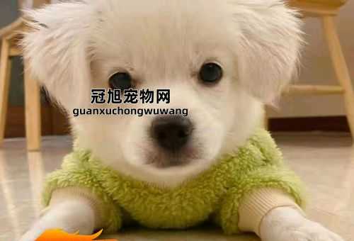 中华田园犬智商相当于几岁(智商比得上小孩)
