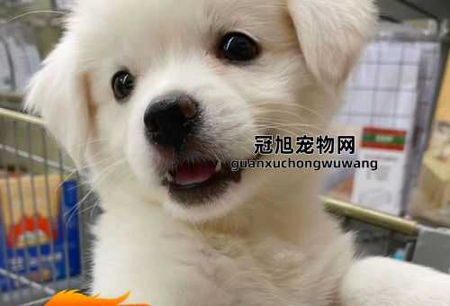 中华田园犬智商相当于几岁(智商比得上小孩)