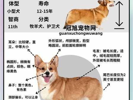 威尔士柯基犬和柯基的区别(卡迪根还是彭布罗克)