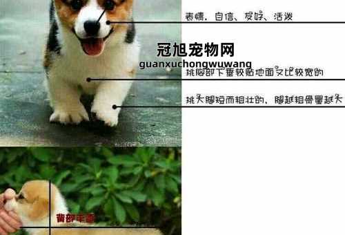 威尔士柯基犬和柯基的区别(卡迪根还是彭布罗克)
