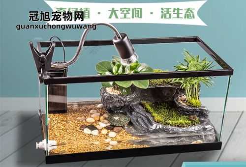 养龟玻璃缸好还是塑料缸好(价格便宜还是美观耐用)