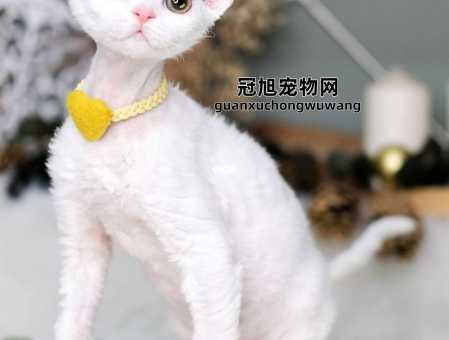 五大温顺不容易掉毛的猫(这五种猫绝对是你的最佳选择)