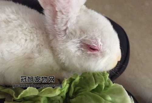 养兔子的十个有九个后悔(呈现不值得拥有的状况)