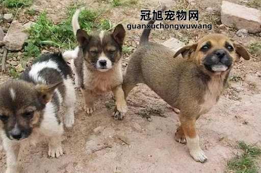 串串狗是土狗还是宠物狗(探寻真正的土狗)