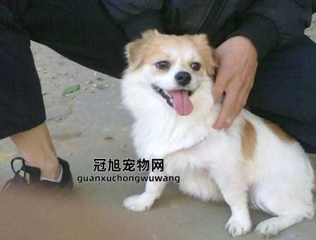 串串狗是土狗还是宠物狗(探寻真正的土狗)