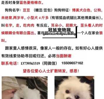 白色狗狗好听顺口名字大全(这些建议不错)