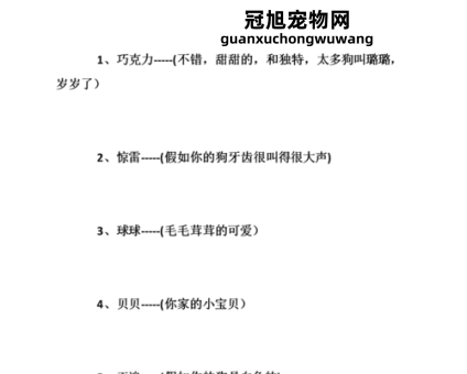 白色狗狗好听顺口名字大全(这些建议不错)