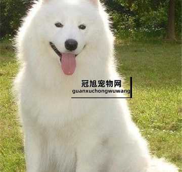 萨摩耶是大型犬还是中型犬(养它要考虑这些方面)
