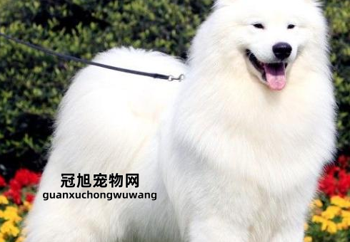 萨摩耶是大型犬还是中型犬(养它要考虑这些方面)