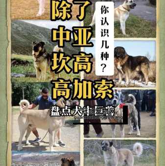 高狼犬和中亚牧羊犬的区别(适合当护卫犬的犬种)