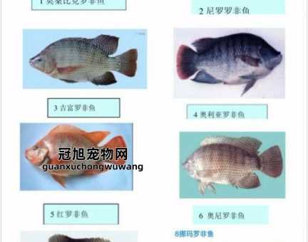 罗非鱼是淡水鱼还是海水鱼(它不能在海里活)