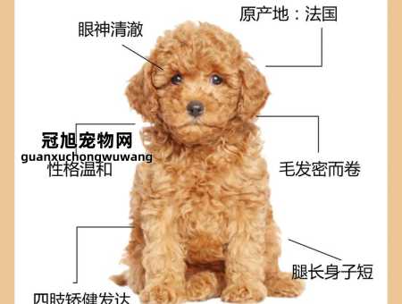 泰迪狗名字最火的有意义的(最适合我的小宝贝)