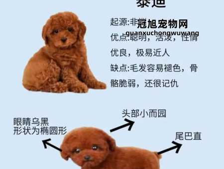 泰迪狗名字最火的有意义的(最适合我的小宝贝)