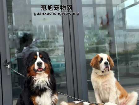 伯恩山犬和圣伯纳犬的区别(这个群体更需要专业训练)