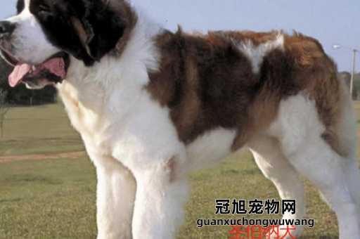 伯恩山犬和圣伯纳犬的区别(这个群体更需要专业训练)