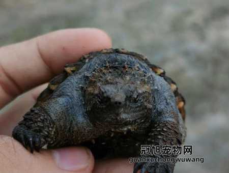 佛鳄龟深水养还是浅水养好(爆刺的条件与因素)