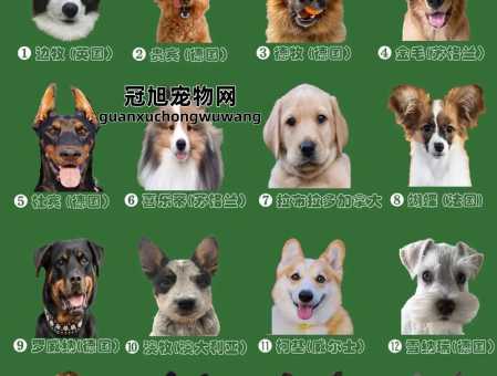 狗的智商排名大全前100(看看谁才是汪界学霸)