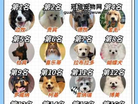 狗的智商排名大全前100(看看谁才是汪界学霸)