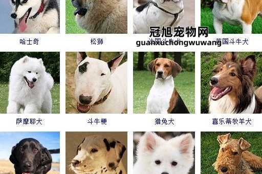 宠物狗的品种名称大全大型(快来一起探索大型犬的世界)