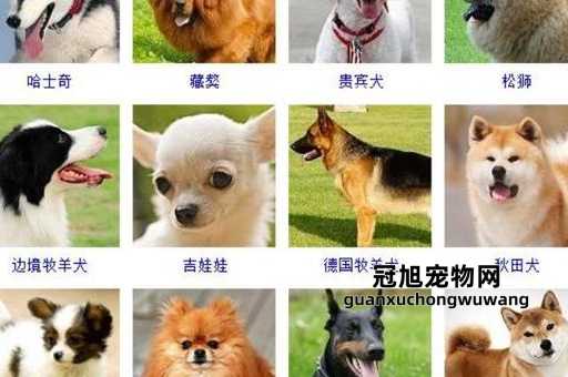 宠物狗的品种名称大全大型(快来一起探索大型犬的世界)