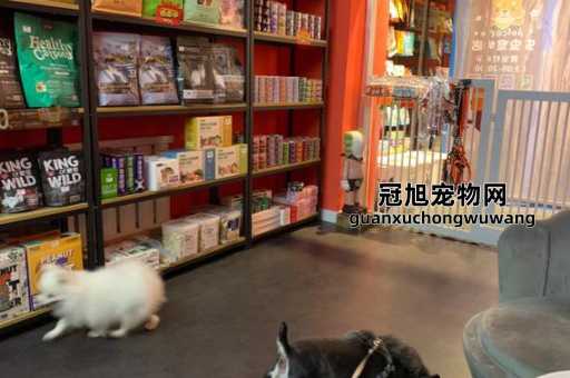 长春有没有领养宠物的地方(比较靠谱的机构)