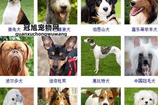 狗狗的名字大全霸气有气质(还是叫特工好)