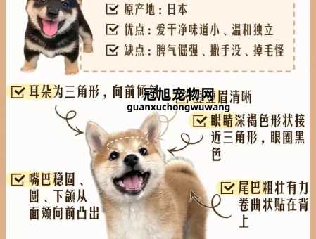 柴犬和中华田园犬的区别(这种方法能分辨它们)