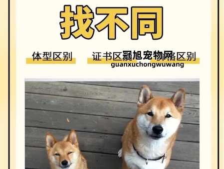 柴犬和中华田园犬的区别(这种方法能分辨它们)