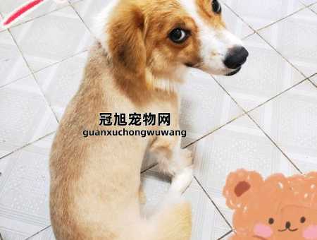 好听的狗狗名字洋气男柯基(还是叫道格拉更酷)