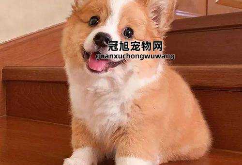 好听的狗狗名字洋气男柯基(还是叫道格拉更酷)