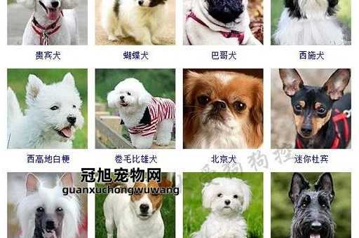 100种狗名字大全霸气的(是威震四方还是震慑群雄)