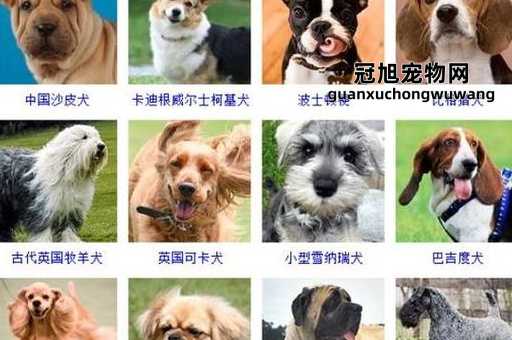 100种狗名字大全霸气的(是威震四方还是震慑群雄)
