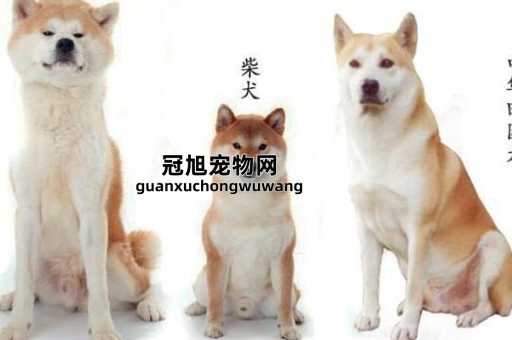 日本土狗是柴犬还是秋田(这个被认为是真正的日本国宝)