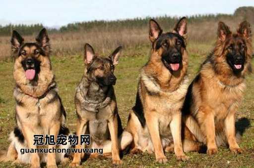 东德是全黑好还是狼青好(还是狼青更适合)