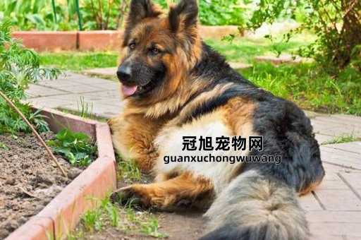 东德是全黑好还是狼青好(还是狼青更适合)