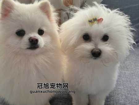 上班族适合养比熊还是博美(这种狗狗比较独立)