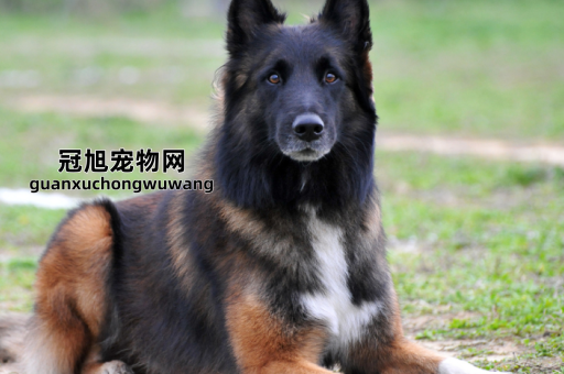比利时牧羊犬的优点和缺点(你能接受它的高能量和强占有欲)