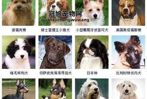 给狗狗取名字大全带萌可爱(还是叫它毛毛好)