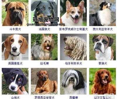给狗狗取名字大全带萌可爱(还是叫它毛毛好)