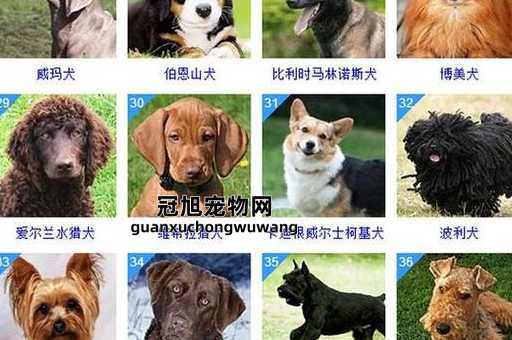 中型宠物狗的品种及价格表(性价比最高的品种)