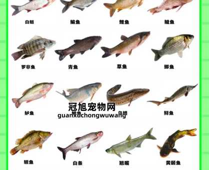 100种常见淡水鱼类名称(你认识五种常见的淡水鱼)
